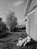 USA  Vermont  Glover  apples and pumpkins in front of barn Poster Print - Item # VARSAL255424033