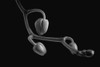 Orchid buds; Waterloo, Quebec, Canada PosterPrint - Item # VARDPI2333763