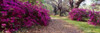 Magnolia Plantation and Gardens  Charleston  South Carolina Poster Print by Panoramic Images (37 x 12) - Item # PPI98817