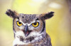 Close up of face of Great Horned Owl (Bubo Virginianus) PosterPrint - Item # VARDPI1978507