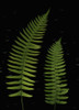 Fern Leaves With Water Droplets PosterPrint - Item # VARDPI1792905