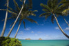 USA, Hawaii, Oahu, Palm tree over Pacific ocean with Mokulua island in background; Lanikai PosterPrint - Item # VARDPI1983374