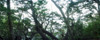 Trees in Tierra del Fuego National Park, Ushuaia, Tierra del Fuego Province, Patagonia, Argentina Poster Print - Item # VARPPI169883