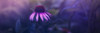 Purple blossom at twilight; Prague, Czech Republic PosterPrint - Item # VARDPI12270106