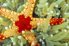 Indonesia, Close-Up Of Red And Yellow Sea Star On Hard Coral, Green With Whitetips PosterPrint - Item # VARDPI2003314