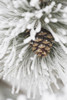 Calgary, Alberta, Canada; Frost Covered Pine Needles And A Pine Cone PosterPrint