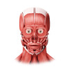 Medical illustration of male facial muscles, front view Poster Print - Item # VARPSTSTK700342H