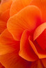 Macro View Of A Orange Begonia Flower During Summer PosterPrint - Item # VARDPI2143585