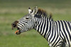 Side profile of a zebra braying  Ngorongoro Conservation Area  Arusha Region  Tanzania (Equus burchelli chapmani) Poster Print by Panoramic Images (16 x 11) - Item # PPI95972
