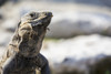 Close up of a lizard; Tulum, Quintana Roo, Mexico PosterPrint - Item # VARDPI12269298