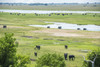 African Elephants (Loxodonta), Chobe National Park; Kasane, Botswana PosterPrint - Item # VARDPI12281724