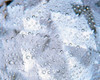 Kaleidoscopic pattern in purple  lavender and white with water droplets Poster Print by Panoramic Images (24 x 20) - Item # PPI118016