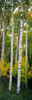 http://c328301.r1.cf1.rackcdn.com/PPI104878L.jpg