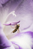 A Hoverfly Visits A Gladiolus Blossom; Astoria, Oregon, United States Of America PosterPrint - Item # VARDPI2373762