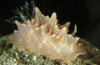 Halgerda batangas orange spotted nudibranch, Lembeh Strait, North Sulawesi, Indonesia Poster Print - Item # VARPSTMME400237U