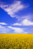 A Canola Field PosterPrint - Item # VARDPI1777900