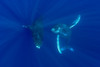 Hawaii, Two Humpback Whales (Megaptera Novaeangliae) Swimming In Deep Blue Ocean. PosterPrint - Item # VARDPI1989017