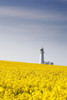Field Of Yellow Flowers, Lighthouse PosterPrint - Item # VARDPI1832028