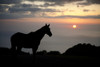 Hawaii, Big Island, horse at North Kohala Ranch at Sunset PosterPrint - Item # VARDPI2425088