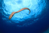 Hawaii, Zebra Moral Eel Swims Through Clear Blue Water With Sunburst, Full Body Shot (Gymnomuraena Zebra) PosterPrint - Item # VARDPI2001953
