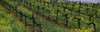 Mustard and vine crop in the vineyard, Napa County, California, USA Poster Print - Item # VARPPI68590