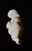 Venus of Willendorf  25 000-30 000 BCE  Prehistoric Art  Limestone  Kunsthistorisches Museum  Vienna  Austria Poster Print - Item # VARSAL2180486336