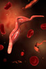 Conceptual image of Trypanosoma Poster Print - Item # VARPSTSTK700728H