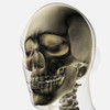 Three dimensional view of human skull and teeth Poster Print