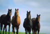 Ireland; Thoroughbred Yearlings PosterPrint - Item # VARDPI1807278