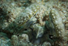 The white spotted eyes of the tiger mantis shrimp peering from burrow, Bunaken National Park, Sulawesi, Indonesia Poster Print - Item # VARPSTSJN400471U
