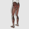 Male muscle anatomy of the human legs, posterior view Poster Print - Item # VARPSTSTK700523H