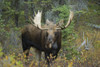 Moose (Alces Alces) In The Forest; Alberta, Canada PosterPrint - Item # VARDPI1978009