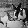 Rabbits eating together from bowl Poster Print - Item # VARSAL255423904