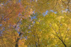 Mille Lacs Kathio State Park  Minnesota Poster Print by Panoramic Images (19 x 12) - Item # PPI102915