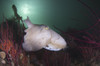 Full body view of a broadclub cuttlefish amongst a reef in green water, Komodo National Park, Indonesia Poster Print - Item # VARPSTSJN400666U