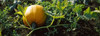 http://c328301.r1.cf1.rackcdn.com/PPI146110S.jpg