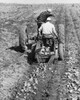Rear view of two farmers digging potatoes in a field with a tractor Poster Print - Item # VARSAL25530244