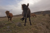 Icelandic horses; Iceland PosterPrint - Item # VARDPI2324043