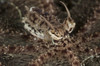 Mimic octopus, Lembeh Strait, Bitung, North Sulawesi, Indonesia Poster Print - Item # VARPSTMME400118U