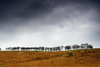 Row Of Trees In A Field, Yorkshire Dales, England PosterPrint - Item # VARDPI1831288