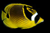 Hawaii, Raccoon Butterflyfish (Chaetodon Lunula) Close-Up B1936 PosterPrint - Item # VARDPI1999201
