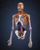 Human upper body showing bones, muscles and circulatory system Poster Print - Item # VARPSTSTK701073H