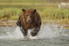 Coastal Grizzly Boar Fishing At Geographic Harbor, Katmai National Park, Alaska PosterPrint - Item # VARDPI2094237