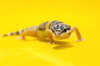 Baby Leopard Geckos On Yellow PosterPrint - Item # VARDPI1832083