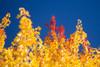 Autumn Trees PosterPrint - Item # VARDPI1832744