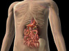 Transparent view of human body showing kidney and intestines Poster Print - Item # VARPSTSTK701114H