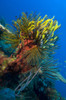 A colony of multi-colored Crinoid feather stars attached to a sponge, Vannessa's reef, Kimbe Bay, Papua New Guinea Poster Print - Item # VARPSTSJN400113U