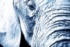 Close Up Of An Elephant's Face PosterPrint - Item # VARDPI1816175
