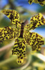 Yellow And Black Spotted Orchid PosterPrint - Item # VARDPI1886747