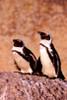 http://c328301.r1.cf1.rackcdn.com/PDDAF42CAD0030B.jpg